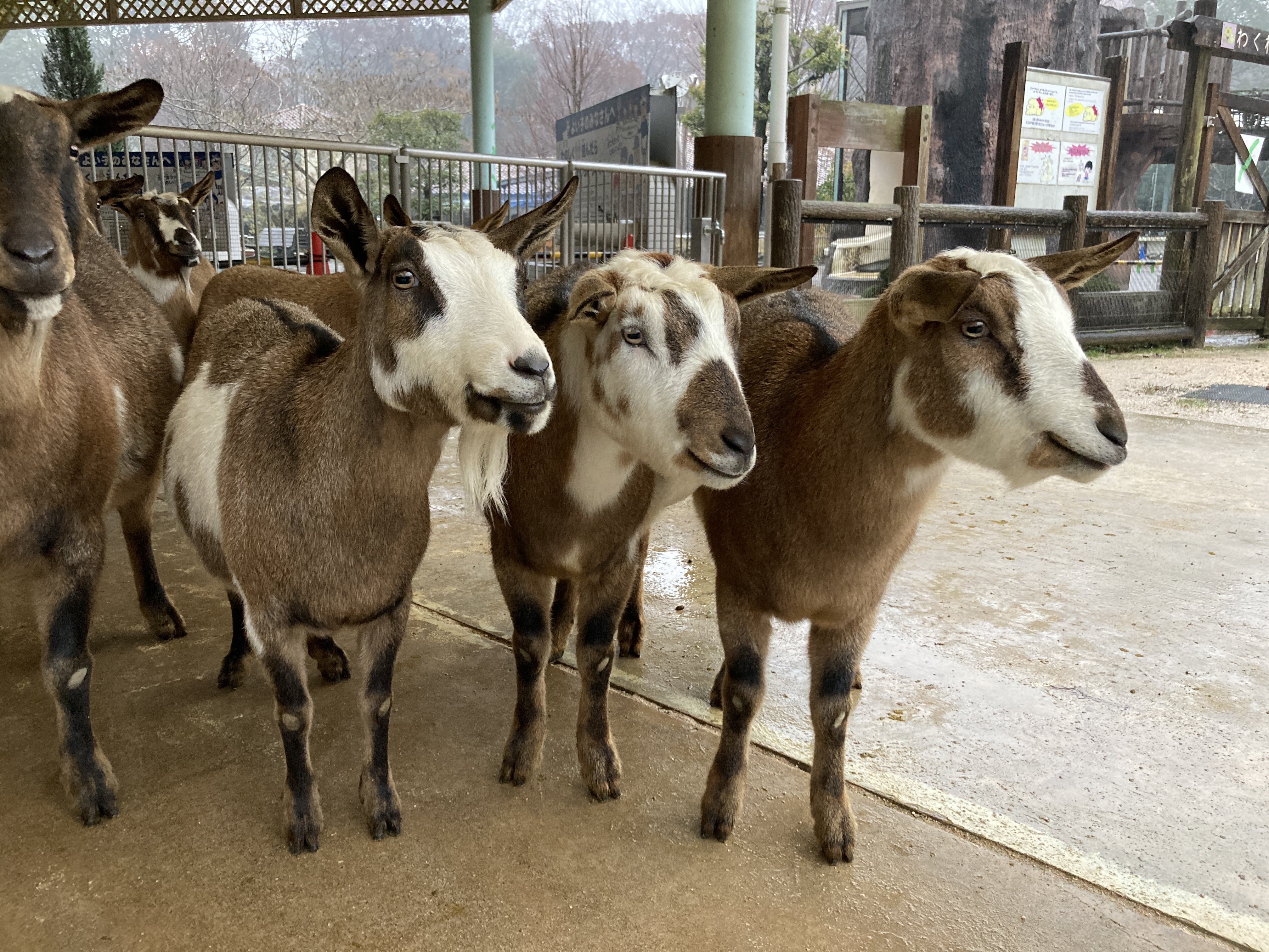 わくわく広場の日常⑧ ヤギの血縁関係｜飼育係のasazooブログ！｜動物